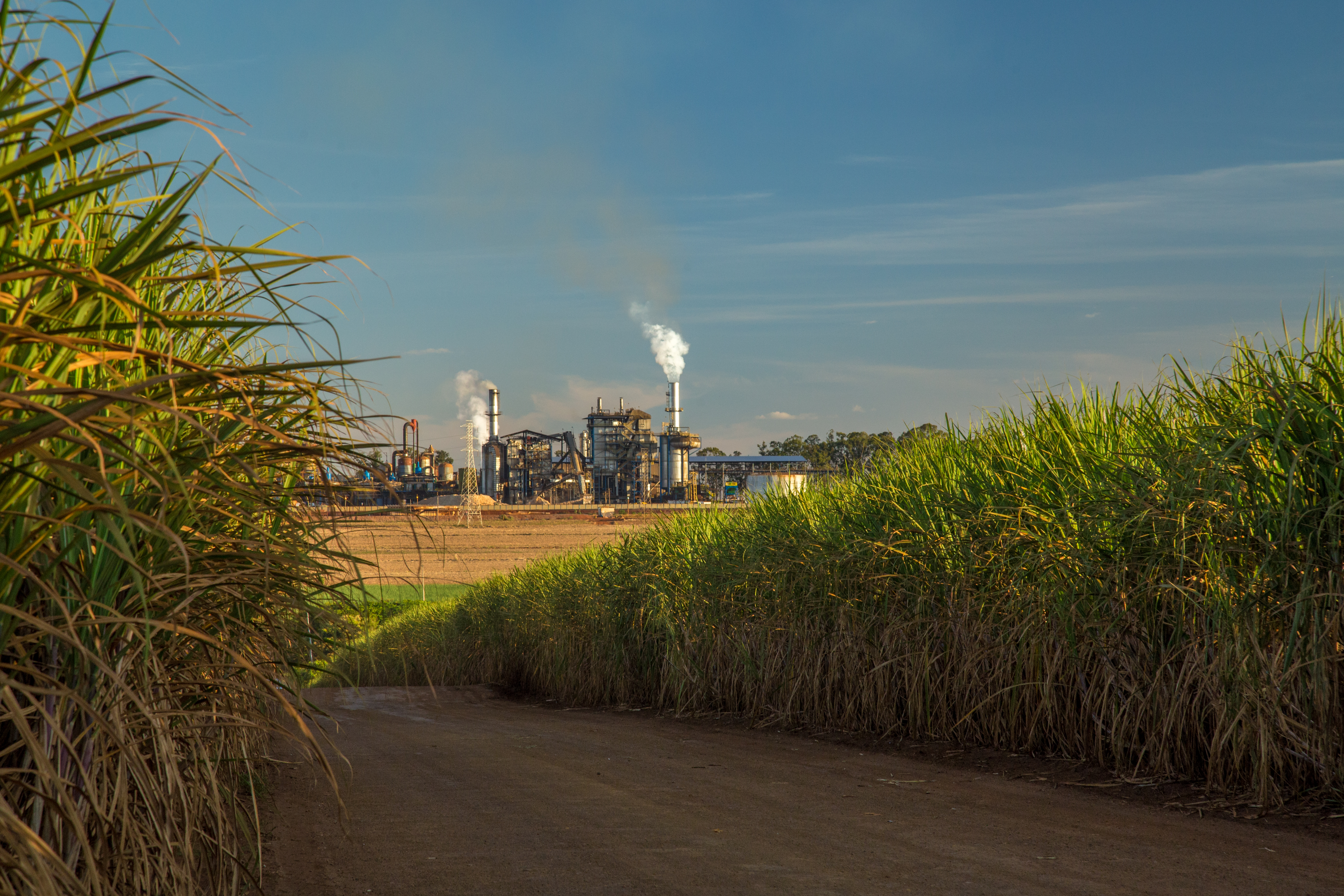 factory-sugar-cane